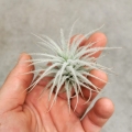 NOWOŚĆ! RZADKOŚĆ! Tillandsia tectorum rozmiar S