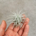 NOWOŚĆ! RZADKOŚĆ! Tillandsia tectorum rozmiar S
