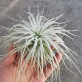 NOWOŚĆ! RZADKOŚĆ! Tillandsia tectorum XL
