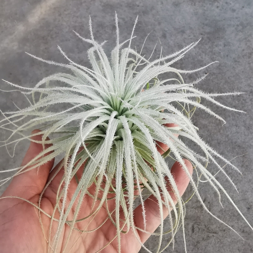 NOWOŚĆ! RZADKOŚĆ! Tillandsia tectorum XL