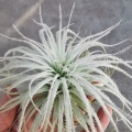 NOWOŚĆ! RZADKOŚĆ! Tillandsia tectorum XL
