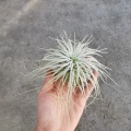 NOWOŚĆ! RZADKOŚĆ! Tillandsia tectorum XL