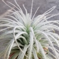 NOWOŚĆ! RZADKOŚĆ! Tillandsia tectorum XL