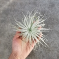 NOWOŚĆ! RZADKOŚĆ! Tillandsia tectorum XL