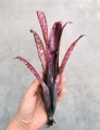 Billbergia 'Hallelujah'