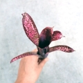 Billbergia 'Hallelujah'