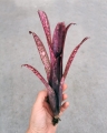 Billbergia 'Hallelujah'