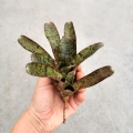 NOWOŚĆ! Neoregelia rubrifolia 'Spotted'- wiwarium