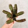 NOWOŚĆ! Neoregelia rubrifolia 'Spotted'- wiwarium
