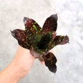 NOWOŚĆ! Neoregelia chlorosticta- wiwarium