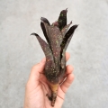 NOWOŚĆ! Neoregelia chlorosticta- wiwarium