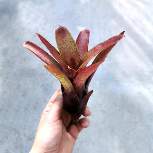 NOWOŚĆ! Neoregelia 'Fireball Spotted' - wiwarium