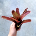 NOWOŚĆ! Neoregelia 'Fireball Spotted' - wiwarium