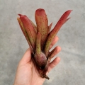 NOWOŚĆ! Neoregelia 'Fireball Spotted' - wiwarium