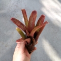 NOWOŚĆ! Neoregelia 'Fireball Spotted' - wiwarium
