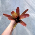 NOWOŚĆ! Neoregelia 'Fireball Spotted' - wiwarium