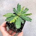 Biophytum sensitivum - las w szkle, wiwarium