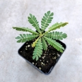 Biophytum sensitivum - las w szkle, wiwarium