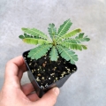 Biophytum sensitivum - las w szkle, wiwarium