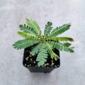 Biophytum sensitivum - las w szkle, wiwarium