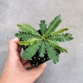 Biophytum sensitivum - las w szkle, wiwarium
