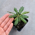 Biophytum sensitivum - las w szkle, wiwarium