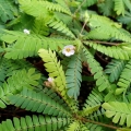 Biophytum sensitivum - las w szkle, wiwarium