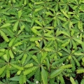 Biophytum sensitivum - las w szkle, wiwarium