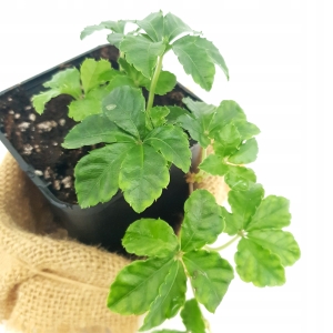 Cissus striata - wiwarium, las w szkle