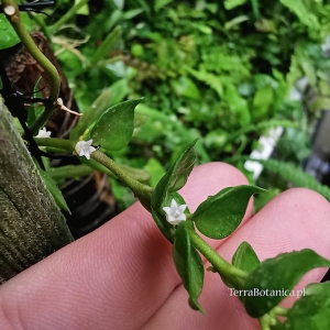 RZADKOŚĆ Dischidia ruscifolia- wiwarium, paludarium