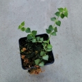 RZADKOŚĆ Dischidia ruscifolia- wiwarium, paludarium
