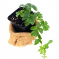 7621b6da4483a736306b33e6d3ce