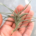 NOWOŚĆ Tillandsia bandensis rozm.S - terrarium, paludarium