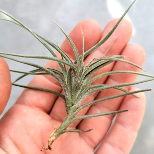 NOWOŚĆ Tillandsia bandensis rozm.S - terrarium, paludarium