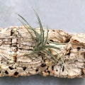 NOWOŚĆ Tillandsia bandensis rozm.S - terrarium, paludarium