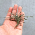 NOWOŚĆ Tillandsia bandensis rozm.S - terrarium, paludarium