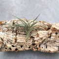 NOWOŚĆ Tillandsia bandensis rozm.S - terrarium, paludarium