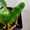 PAPROĆ Microgramma nitida - wiwarium