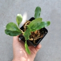 PAPROĆ Microgramma nitida - wiwarium