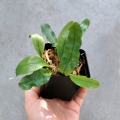 PAPROĆ Microgramma nitida - wiwarium