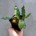 PAPROĆ Microgramma nitida - wiwarium