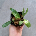 PAPROĆ Microgramma nitida - wiwarium