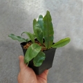 PAPROĆ Microgramma nitida - wiwarium