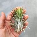 NOWOŚĆ Tillandsia ionantha var. ionantha XL