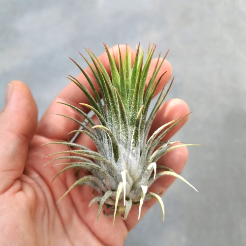 NOWOŚĆ Tillandsia ionantha var. ionantha XL