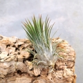 NOWOŚĆ Tillandsia ionantha var. ionantha XL