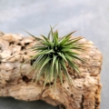 NOWOŚĆ Tillandsia ionantha var. ionantha XL