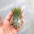 NOWOŚĆ Tillandsia ionantha var. ionantha XL