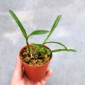 RZADKOŚĆ STORCZYK Oncidium croesus (Gomesa croesus) - wiwarium