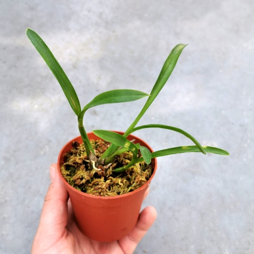 RZADKOŚĆ STORCZYK Oncidium croesus (Gomesa croesus) - wiwarium